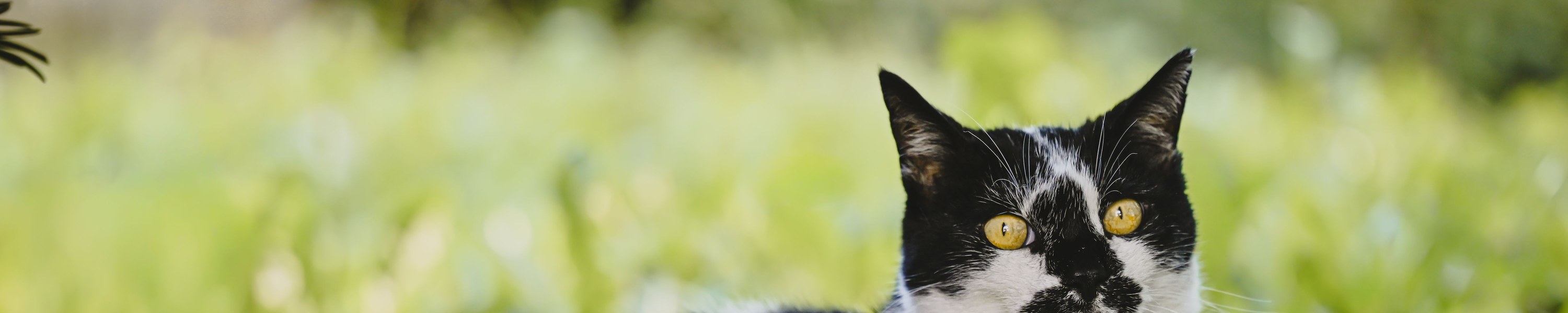Augentropfen bei Katzen