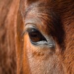 Augenuntersuchungen beim Pferd