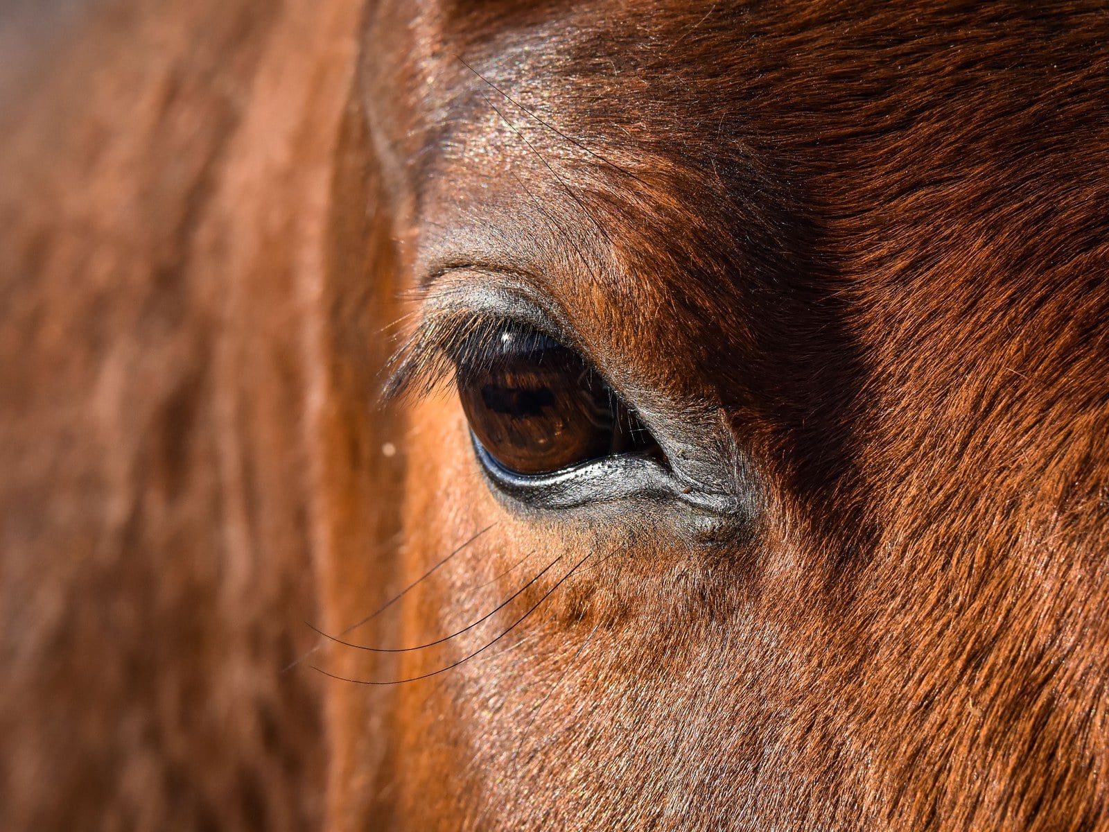 Augenuntersuchungen beim Pferd
