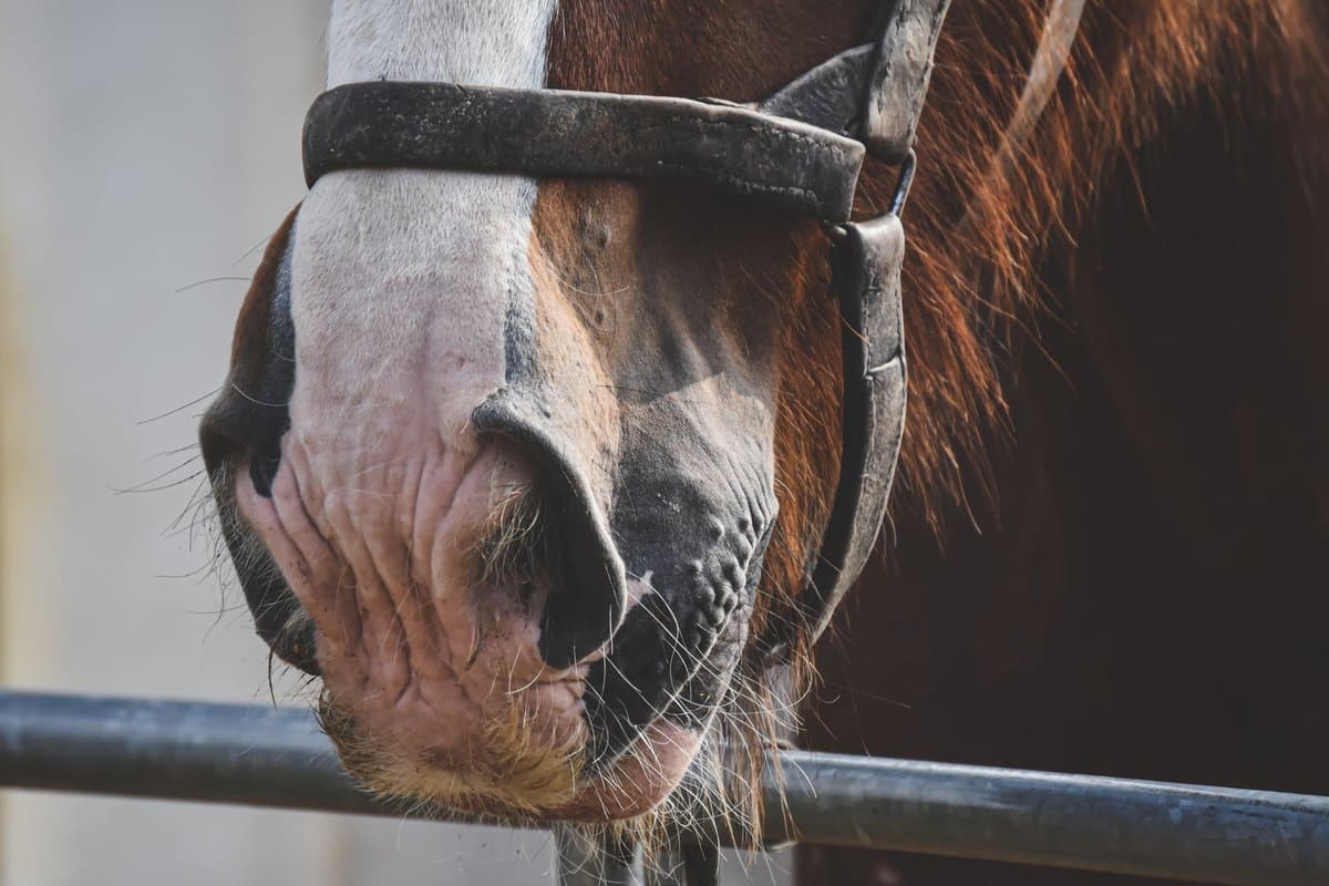 Augenuntersuchungen beim Pferd – go4vet