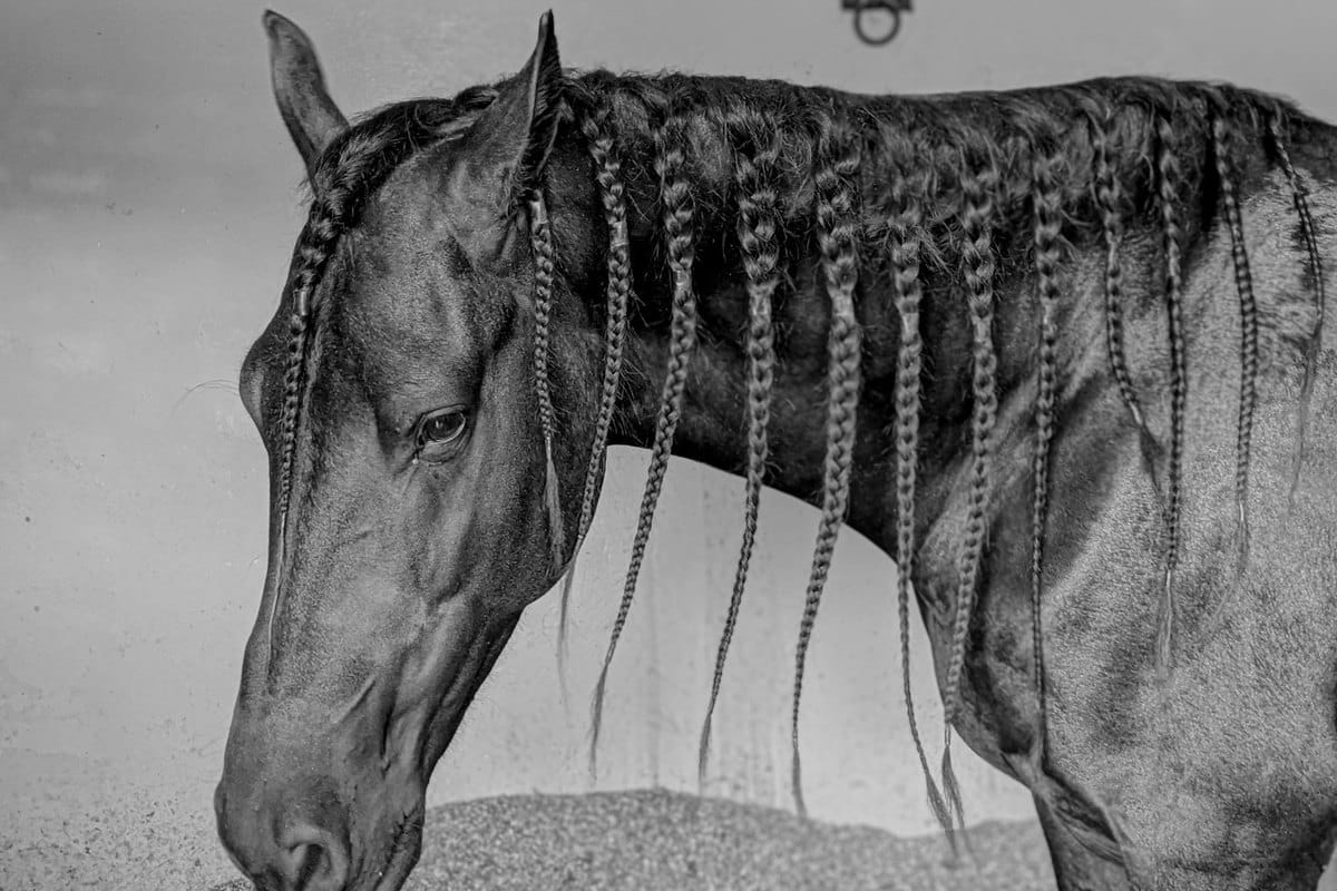 Augenuntersuchungen beim Pferd – go4vet