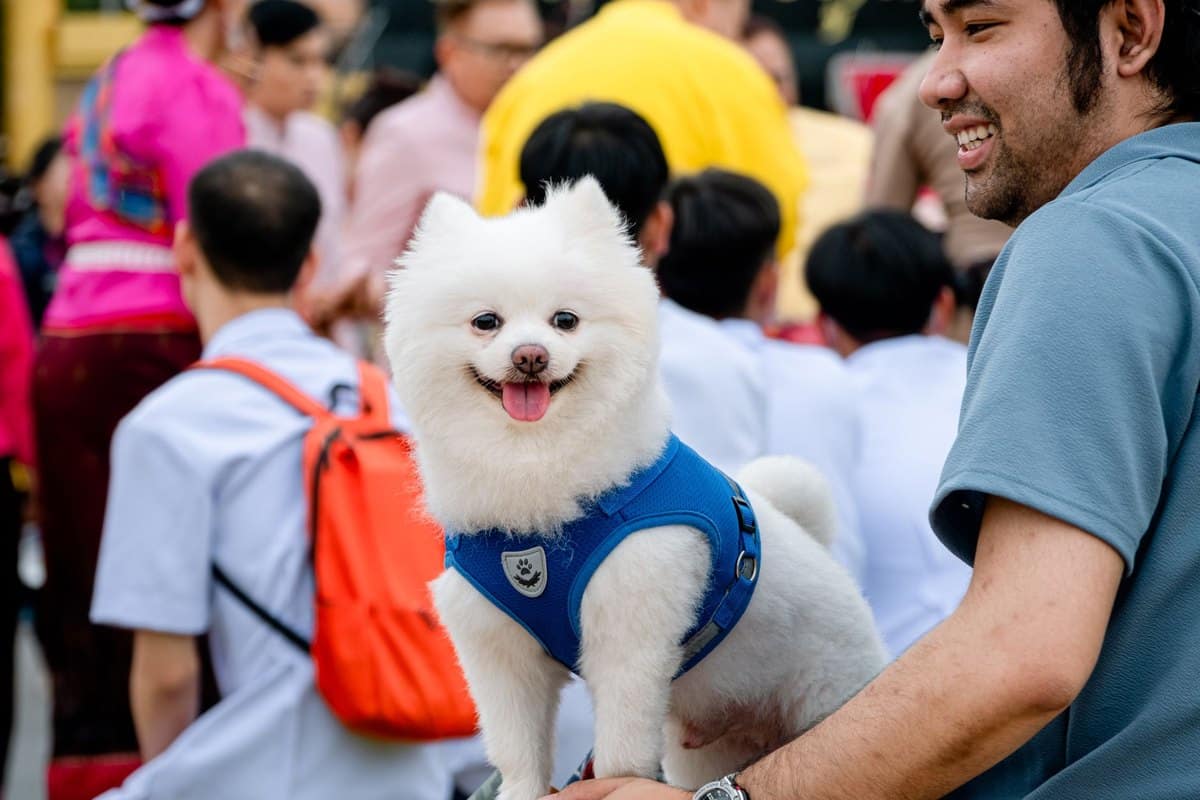 Tierkrankenversicherung im Ausland: ist dein Hund auf Reisen – go4vet