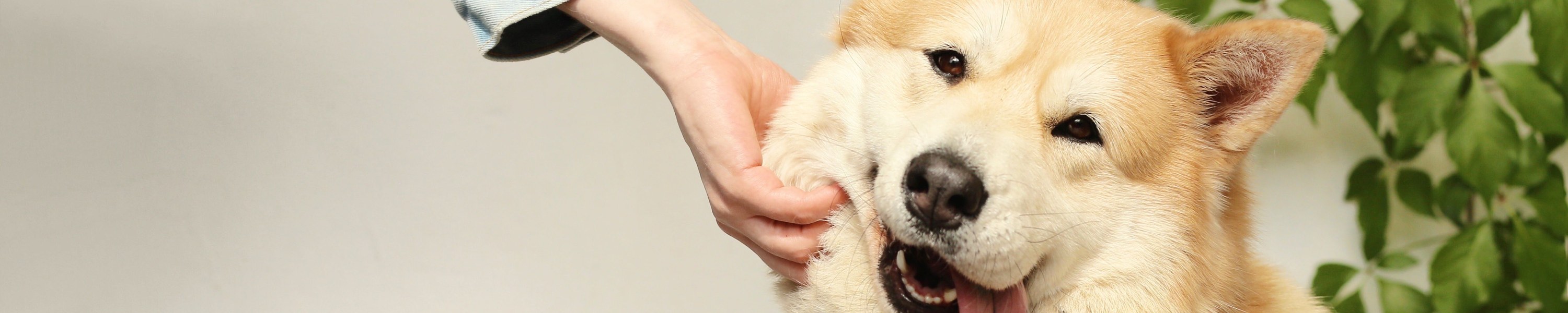 Tierkrankenversicherung im Ausland: ist dein Hund auf Reisen geschützt?