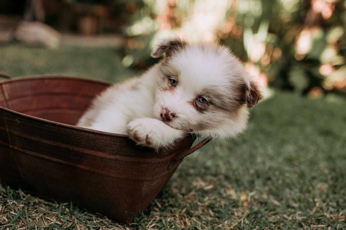 Ausschlussdiät beim Hund: So führst du sie richtig durch – go4vet