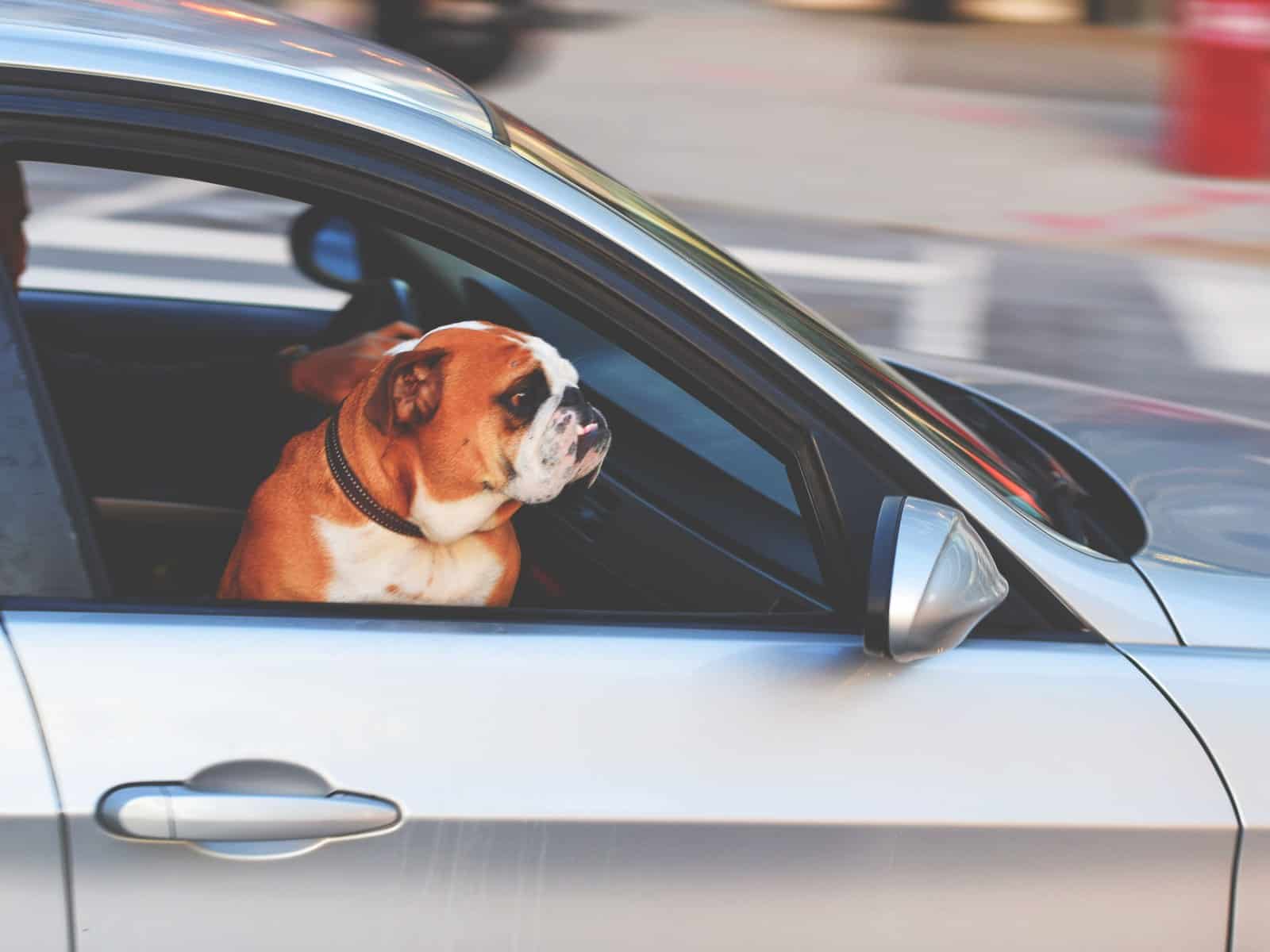 Autofahrt mit Hund: Sicherung, Übelkeit und Pausenregeln