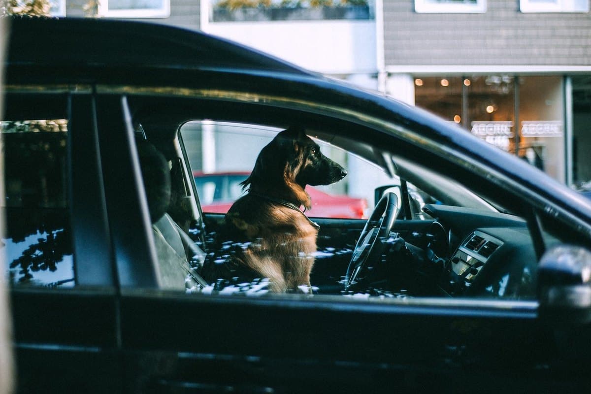 Autofahrt mit Hund: Sicherung, Übelkeit und Pausenregeln – go4vet