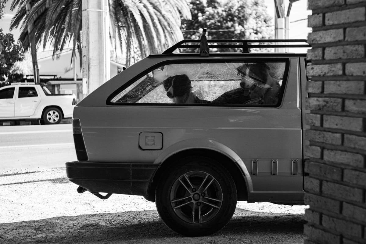 Autofahrt mit Hund: Sicherung, Übelkeit und Pausenregeln – go4vet