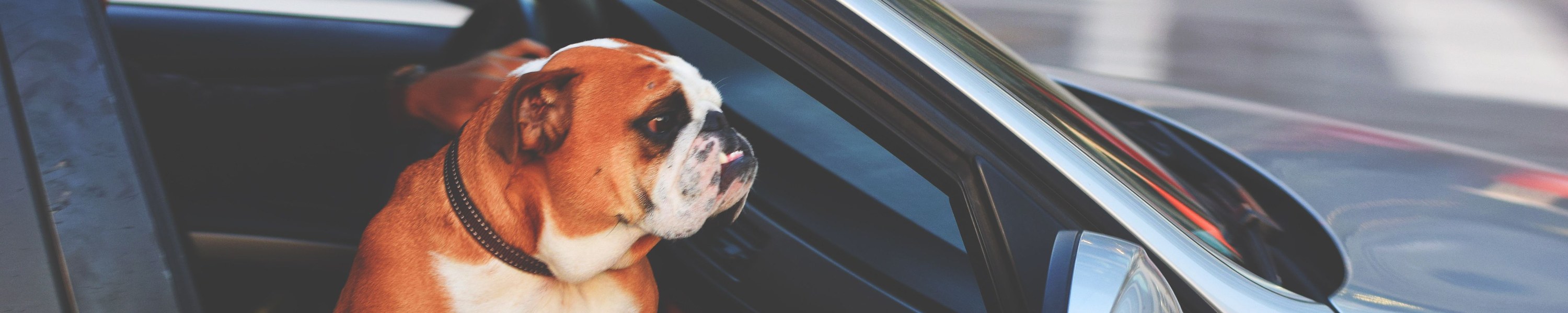 Autofahrt mit Hund: Sicherung, Übelkeit und Pausenregeln