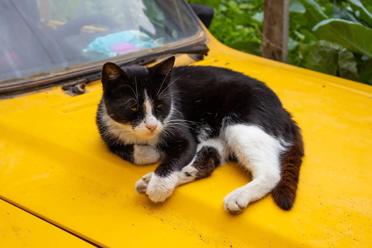Autofahrt mit Katze: Transportbox und Tipps – go4vet