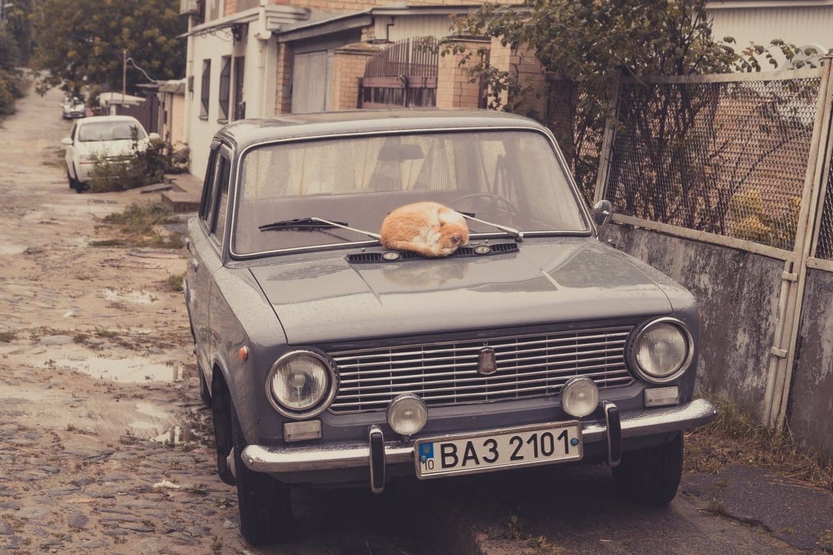 Autofahrt mit Katze: Transportbox und Tipps – go4vet