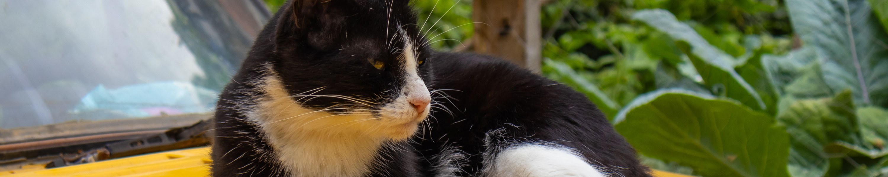 Autofahrt mit Katze: Transportbox und Tipps