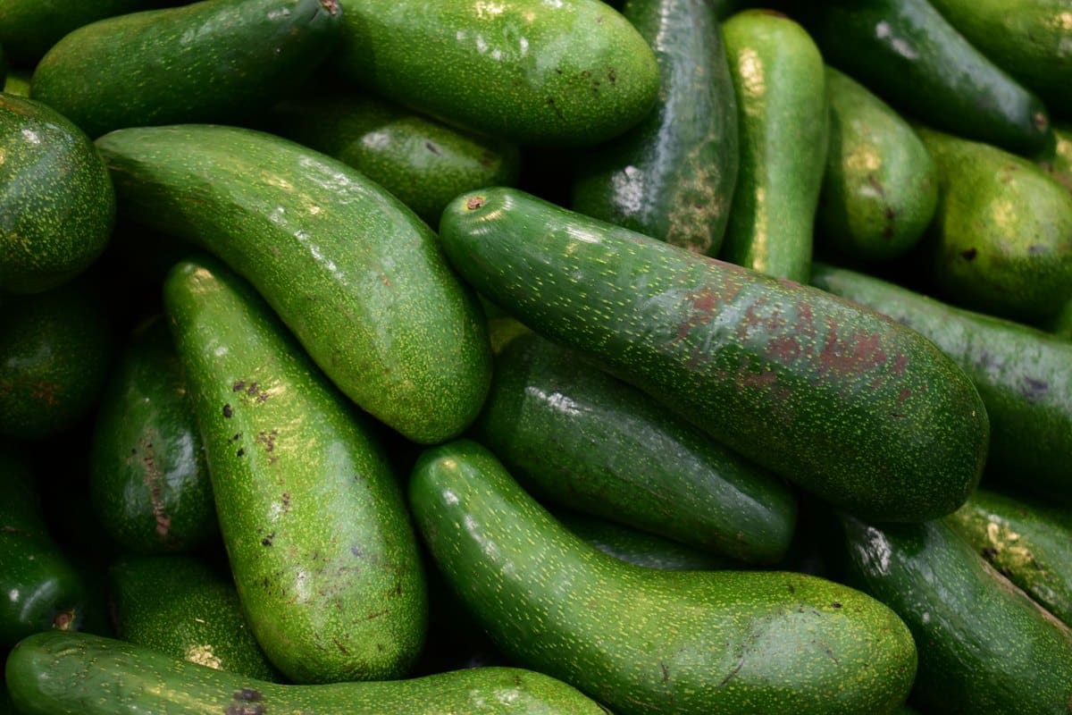 Ist Avocado giftig für Hunde & Katzen? Was ist wirklich gefä – go4vet