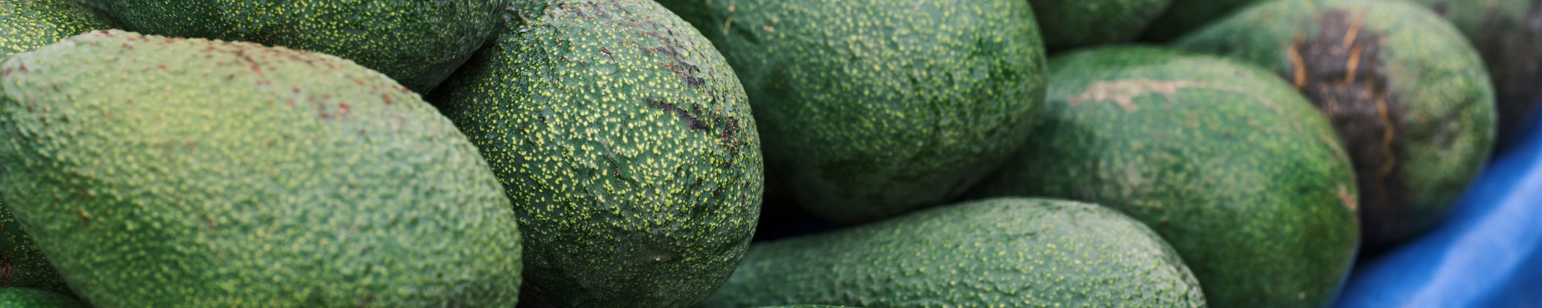 Ist Avocado giftig für Hunde & Katzen? Was ist wirklich gefährlich?