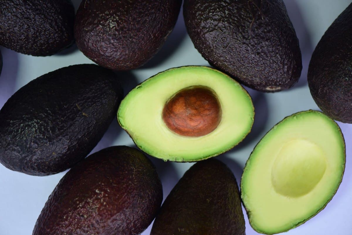 Ist Avocado giftig für Hunde & Katzen? Was ist wirklich – go4vet