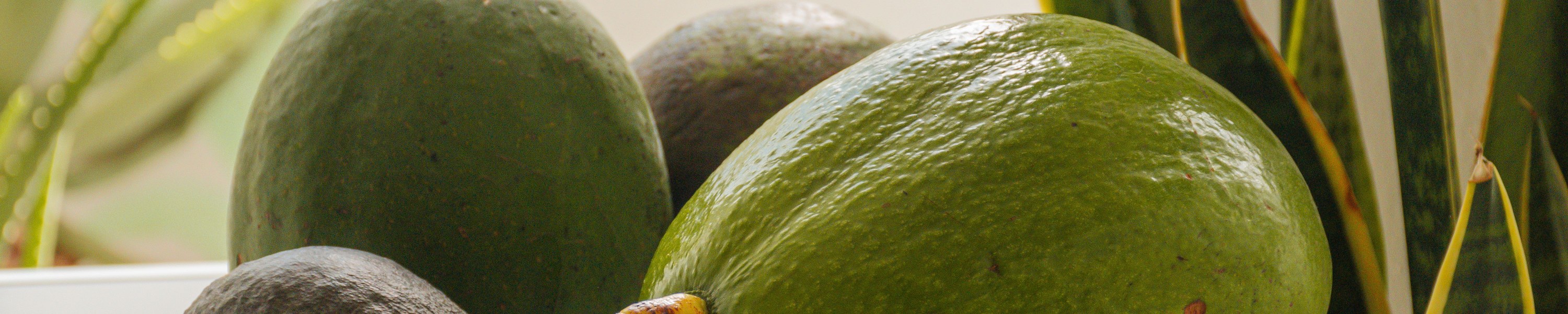 Ist Avocado giftig für Hunde & Katzen? Was ist wirklich gefährlich?