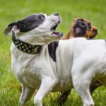 Babesiose beim Hund