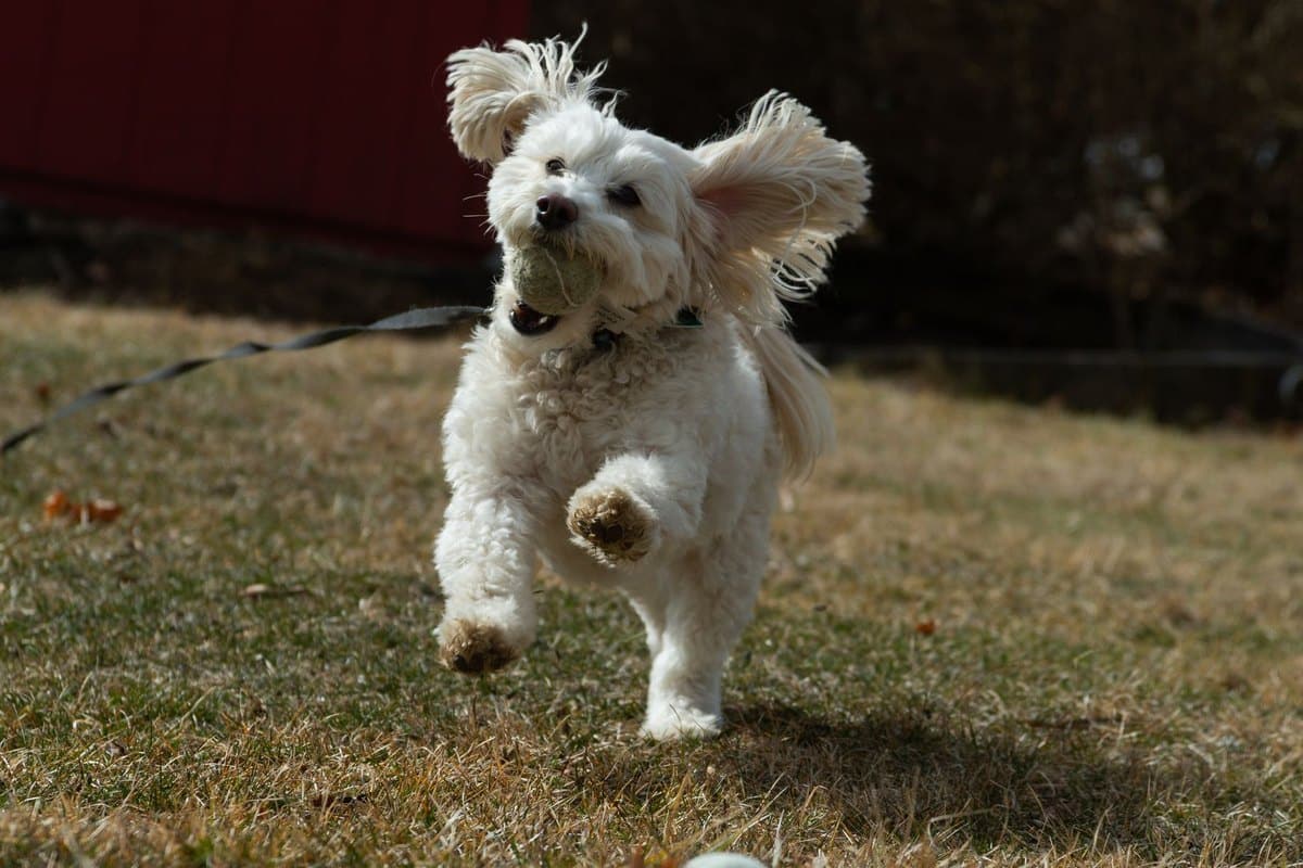 Babesiose beim Hund – go4vet