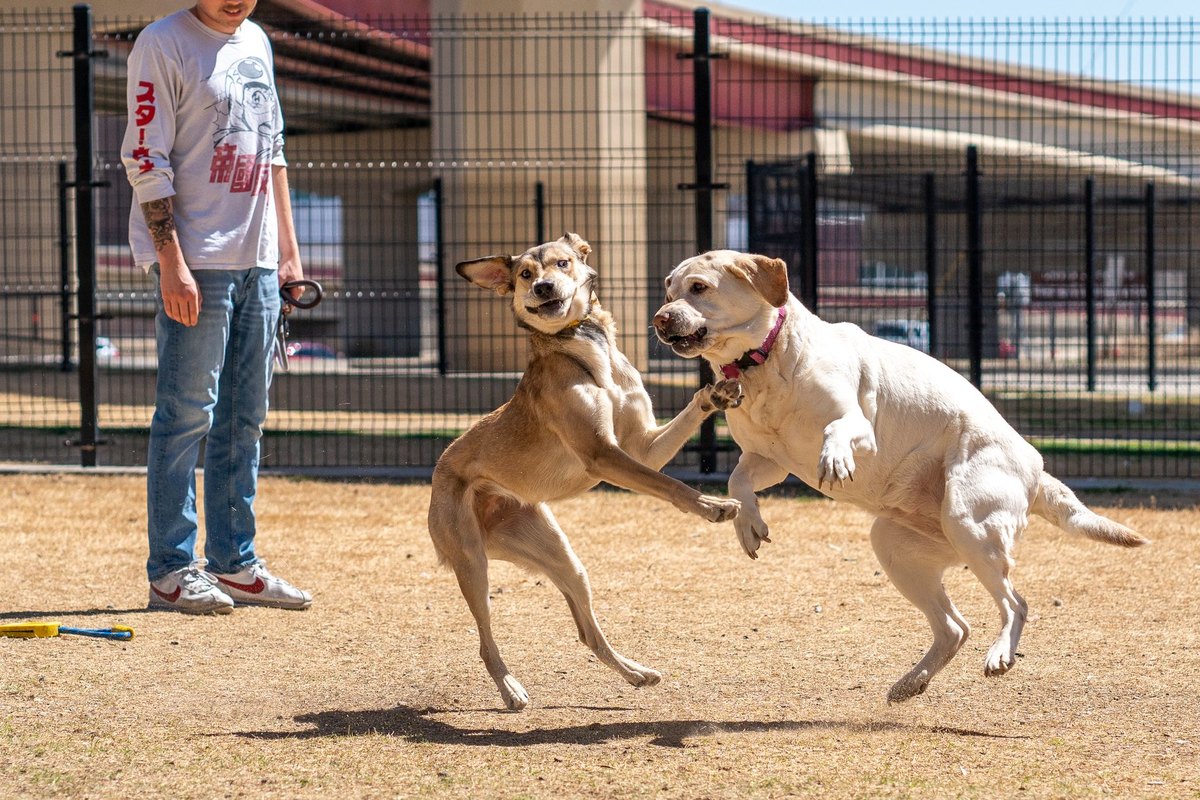 Babesiose beim Hund – go4vet