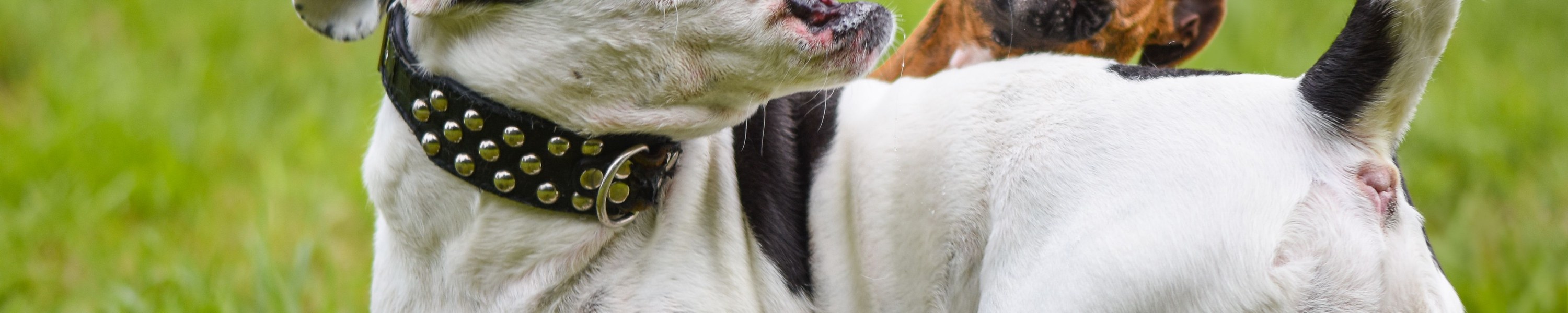 Babesiose beim Hund