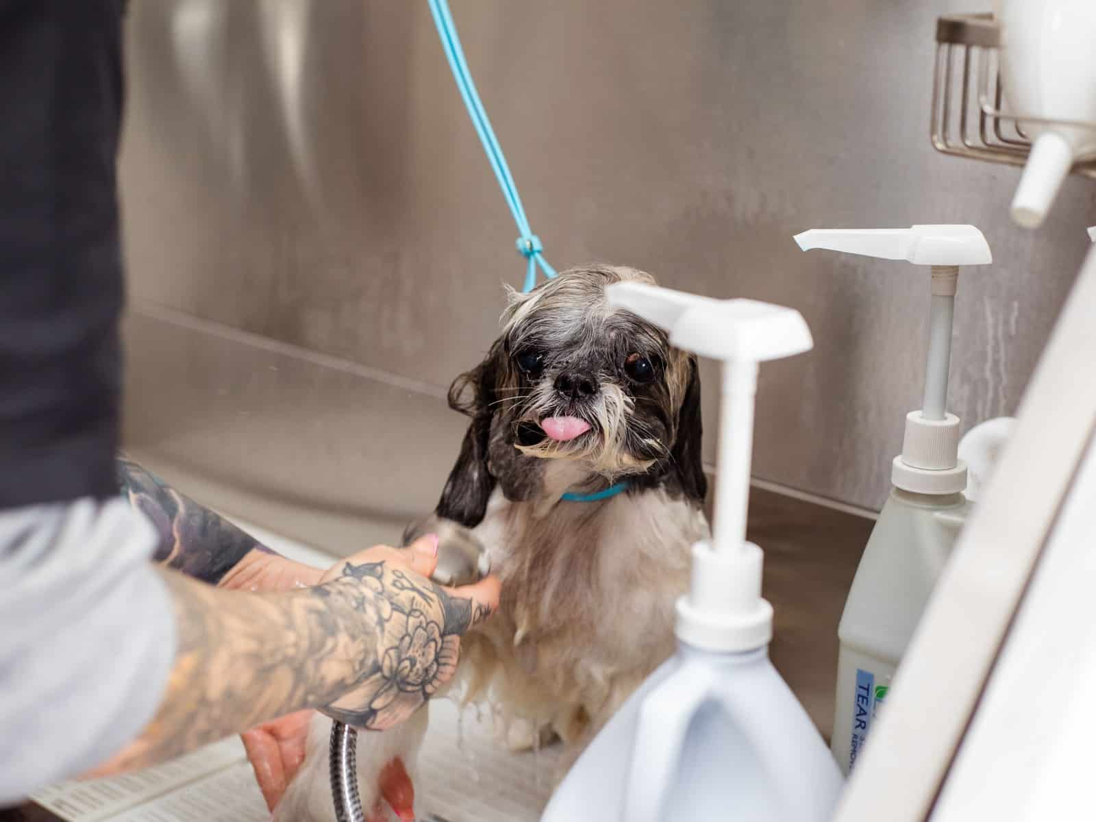 Baden mit Hund: Hundestrände, Badeseen und Tipps