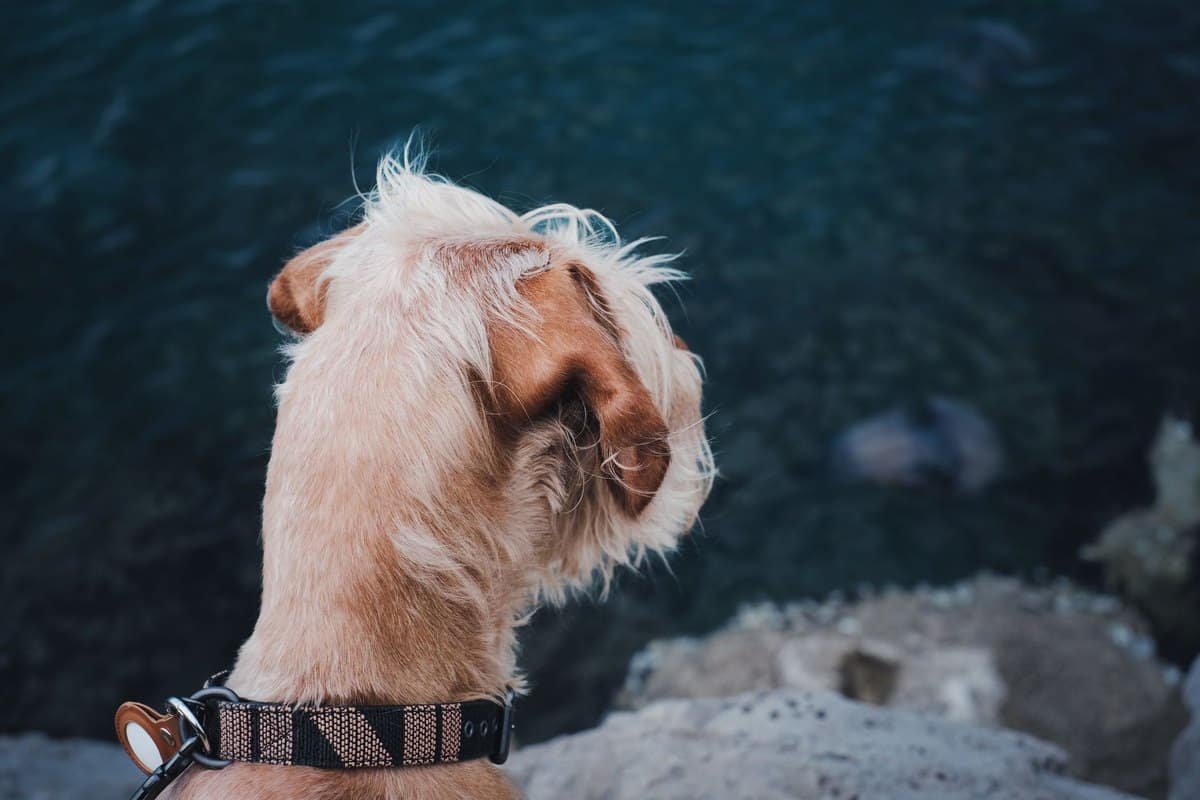 Die schönsten Hundebadeplätze und Badeseen in Österreich – go4vet