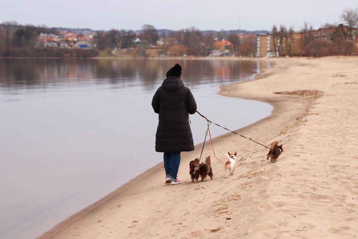 Die schönsten Hundebadeplätze und Badeseen in Österreich – go4vet