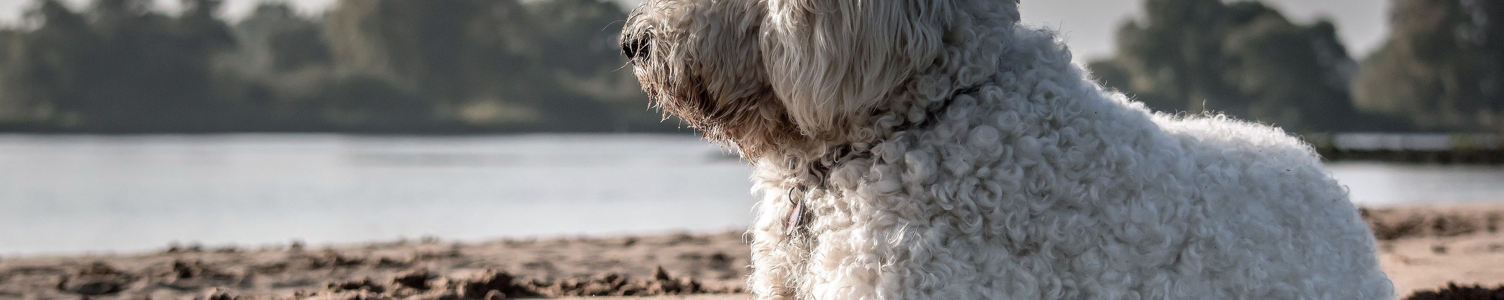 Die schönsten Hundebadeplätze und Badeseen in Österreich