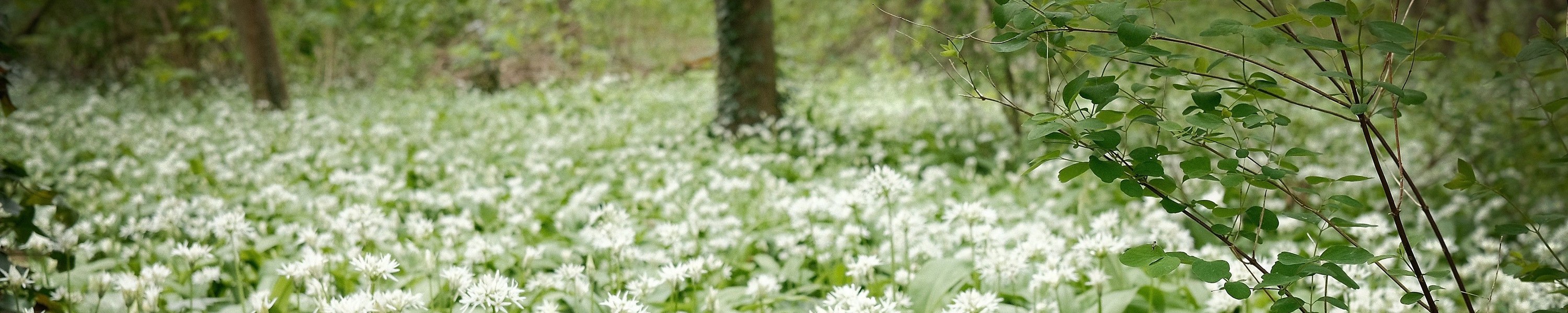 Bärlauch Hund: Ist Bärlauch giftig wie Zwiebeln?
