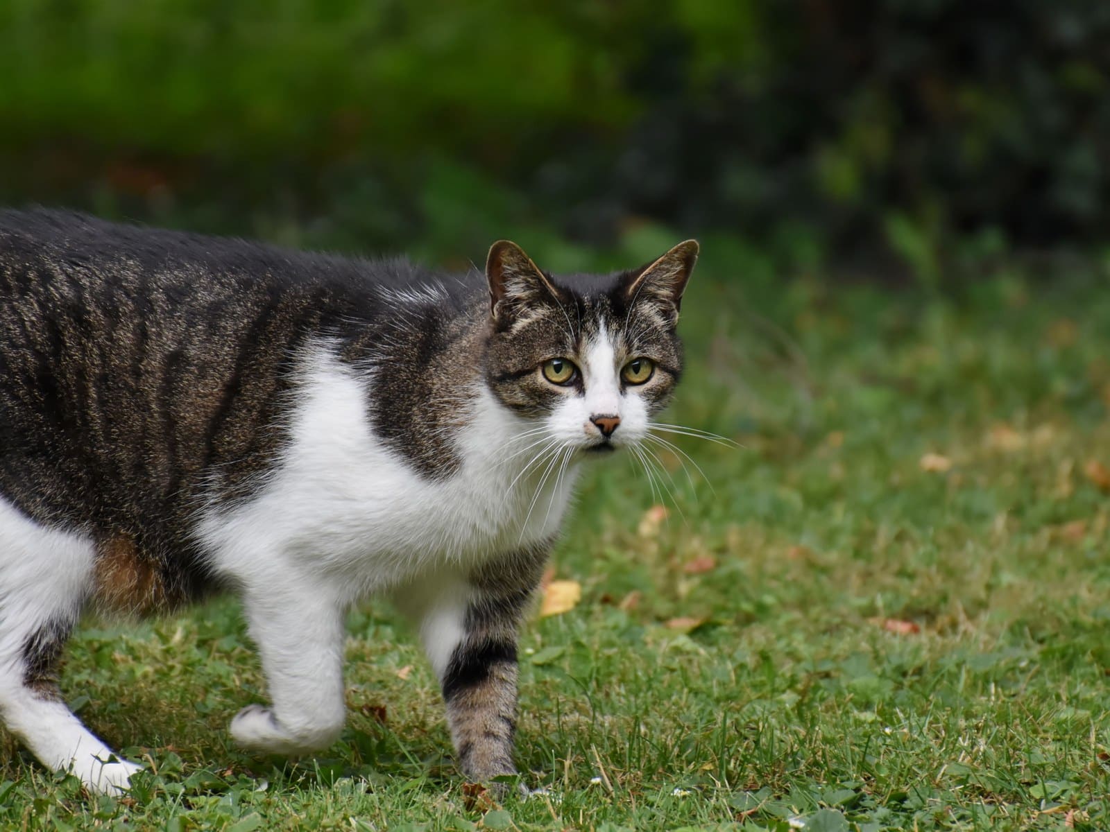 Balkon katzensicher machen: Netze, Gitter und Kosten