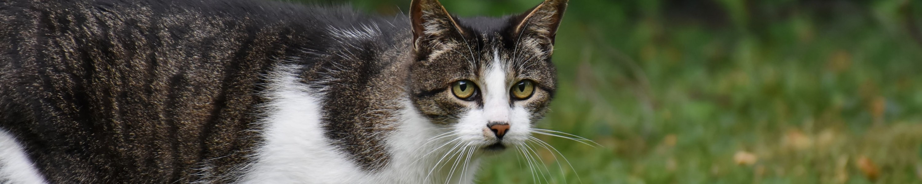 Balkon katzensicher machen: Netze, Gitter und Kosten