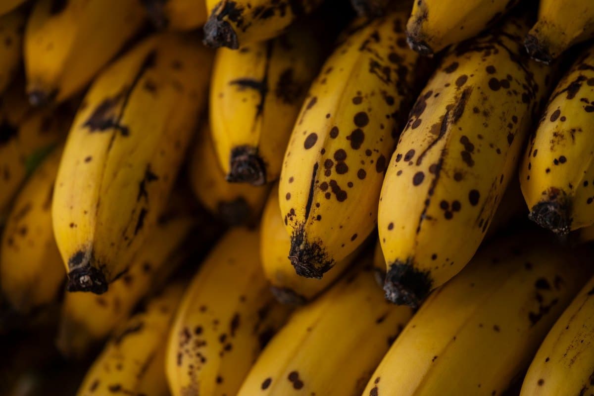 Dürfen Hunde Bananen essen? In Maßen ein gesunder Snack – go4vet