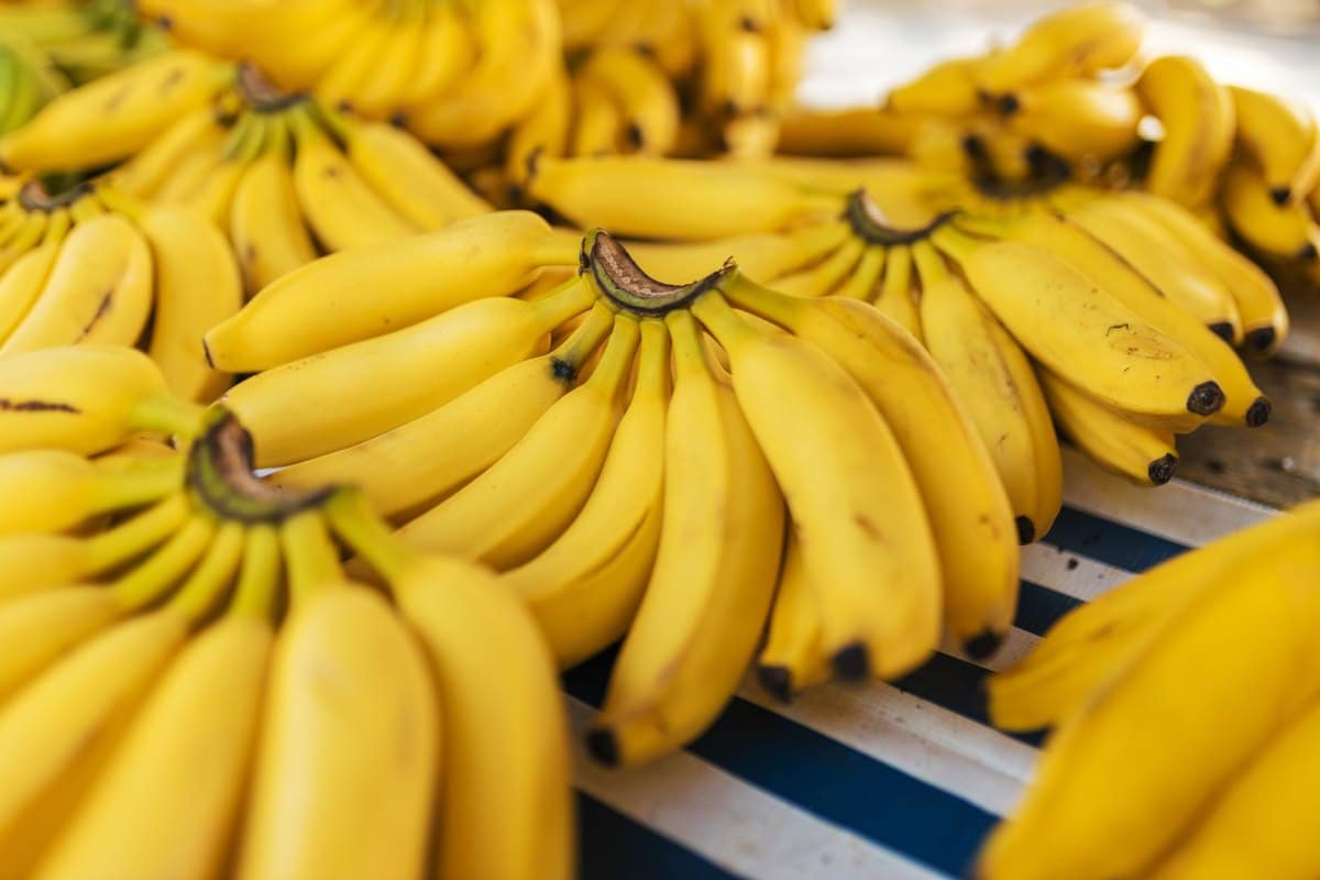 Dürfen Hunde Bananen essen? In Maßen ein gesunder Snack – go4vet