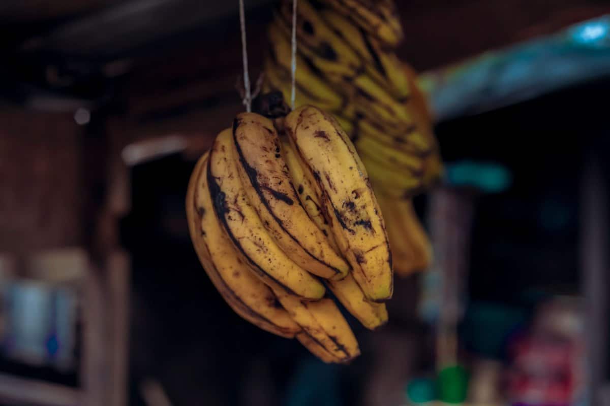 Dürfen Katzen Bananen essen? In Maßen ein gesunder Snack – go4vet