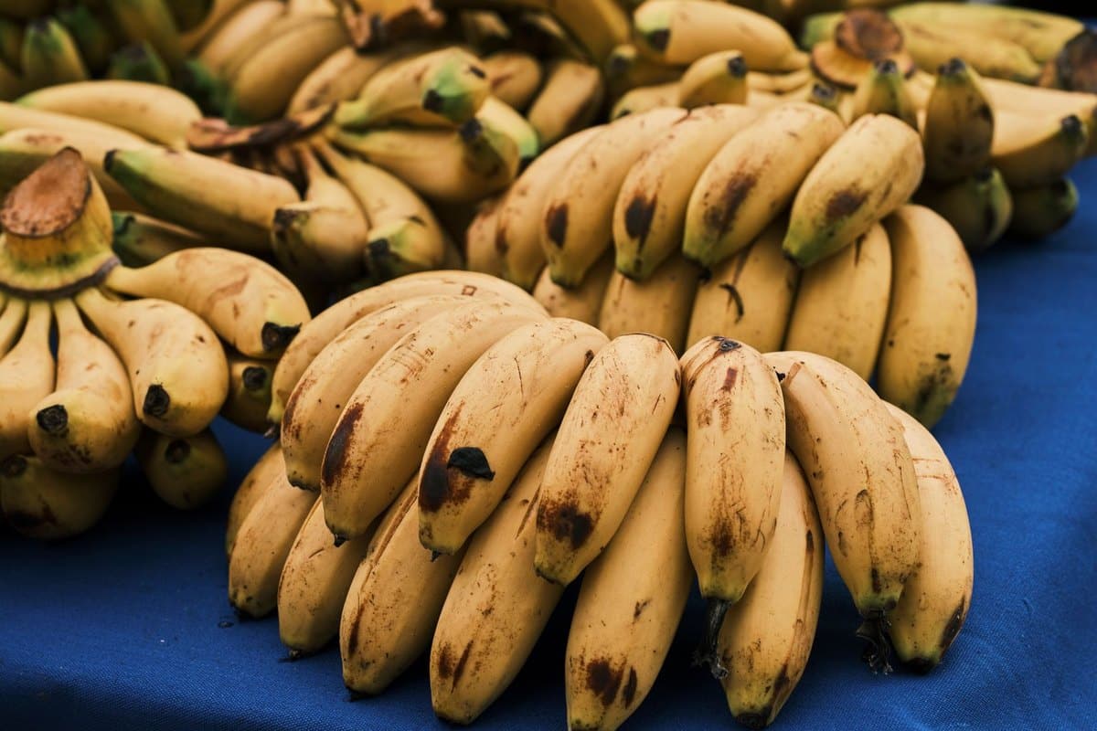 Dürfen Katzen Bananen essen? In Maßen ein gesunder Snack – go4vet
