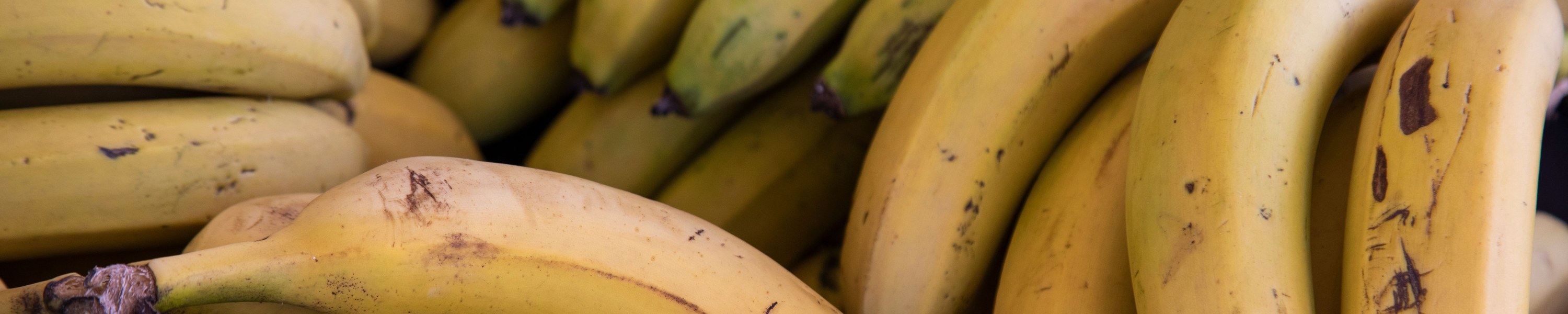 Dürfen Katzen Bananen essen? In Maßen ein gesunder Snack