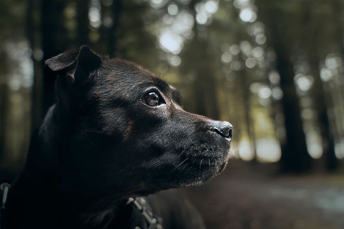 Bandscheibenvorfall beim Hund – go4vet