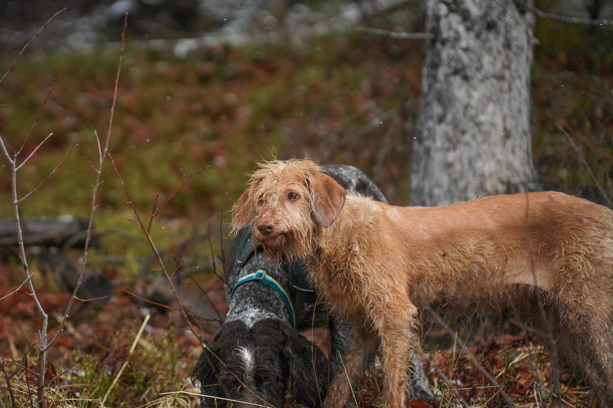 Bandscheibenvorfall beim Hund – go4vet