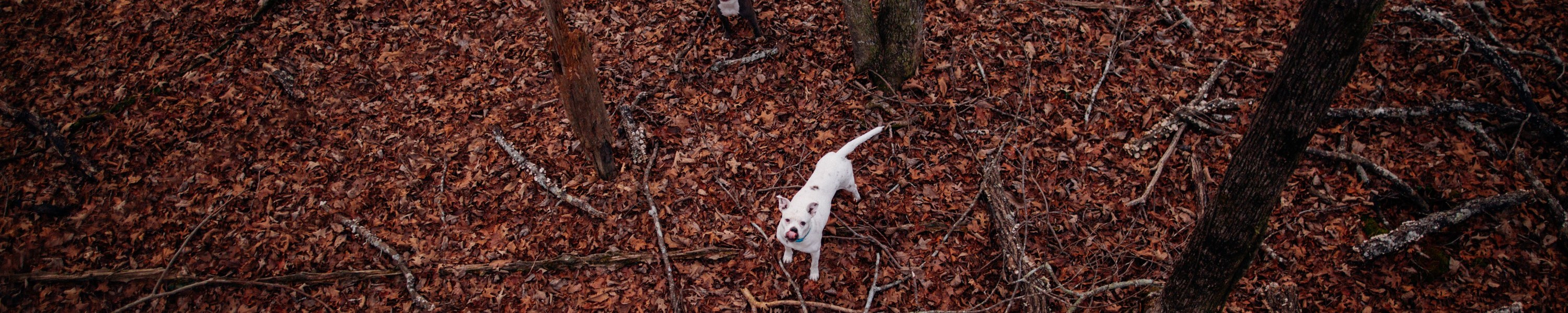 Bandscheibenvorfall beim Hund