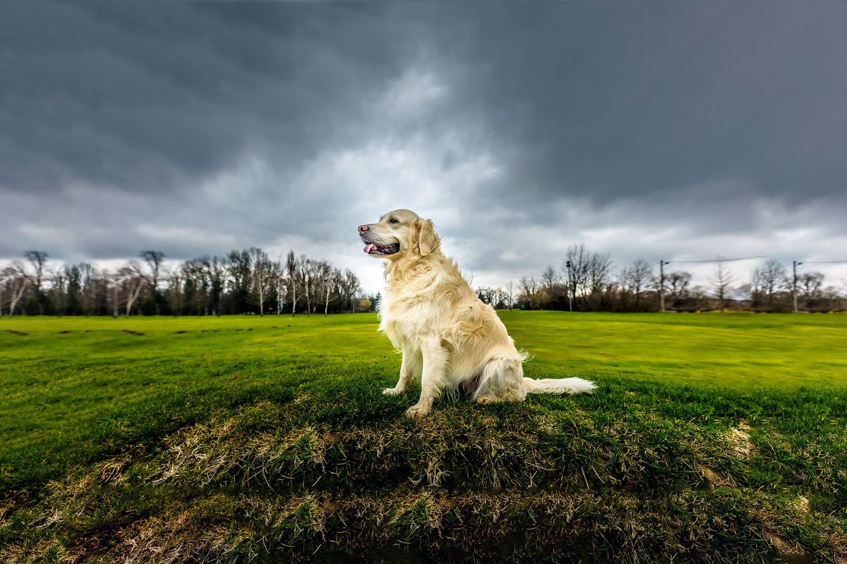 Barbet – go4vet