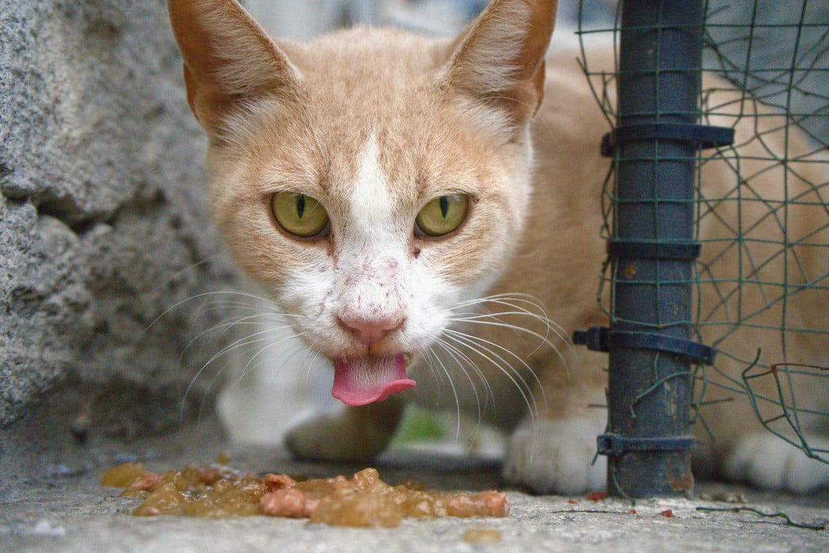 BARF: biologisch artgerechte Rohfütterung für Hund und Katze – go4vet