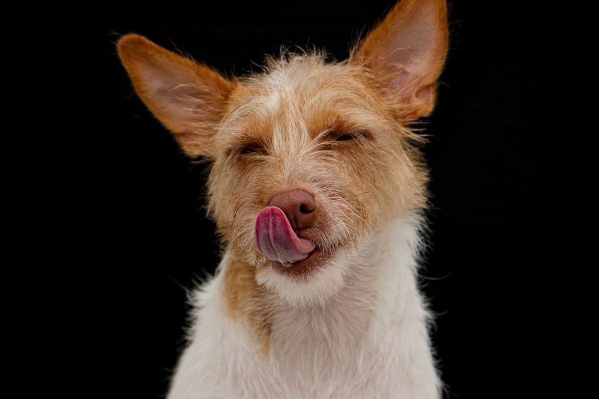 BARF: biologisch artgerechte Rohfütterung für Hund und Katze – go4vet