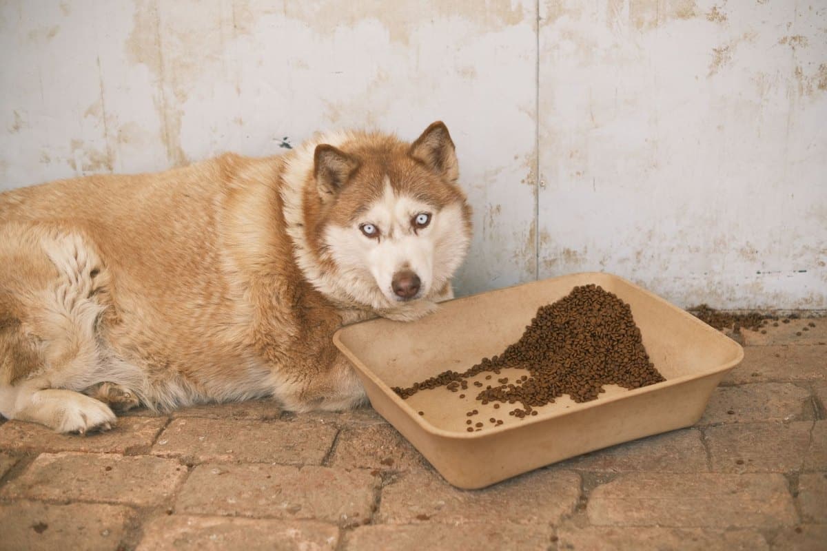 BARF-Übergang: in vier Wochen sicher von Trockenfutter zur R – go4vet