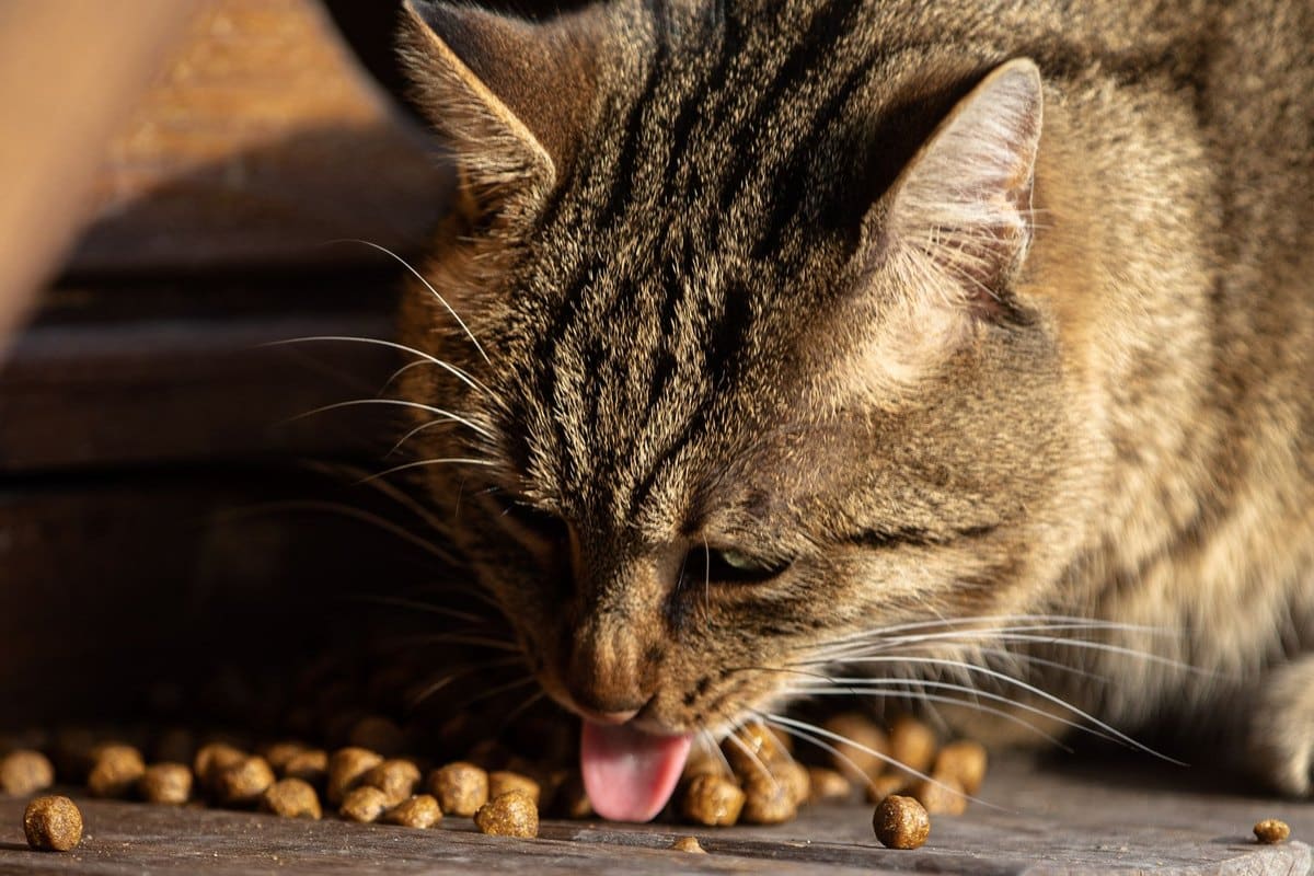 BARF-Umstellung Katze, der vierzehn-Tage-Plan vom Trockenfut – go4vet