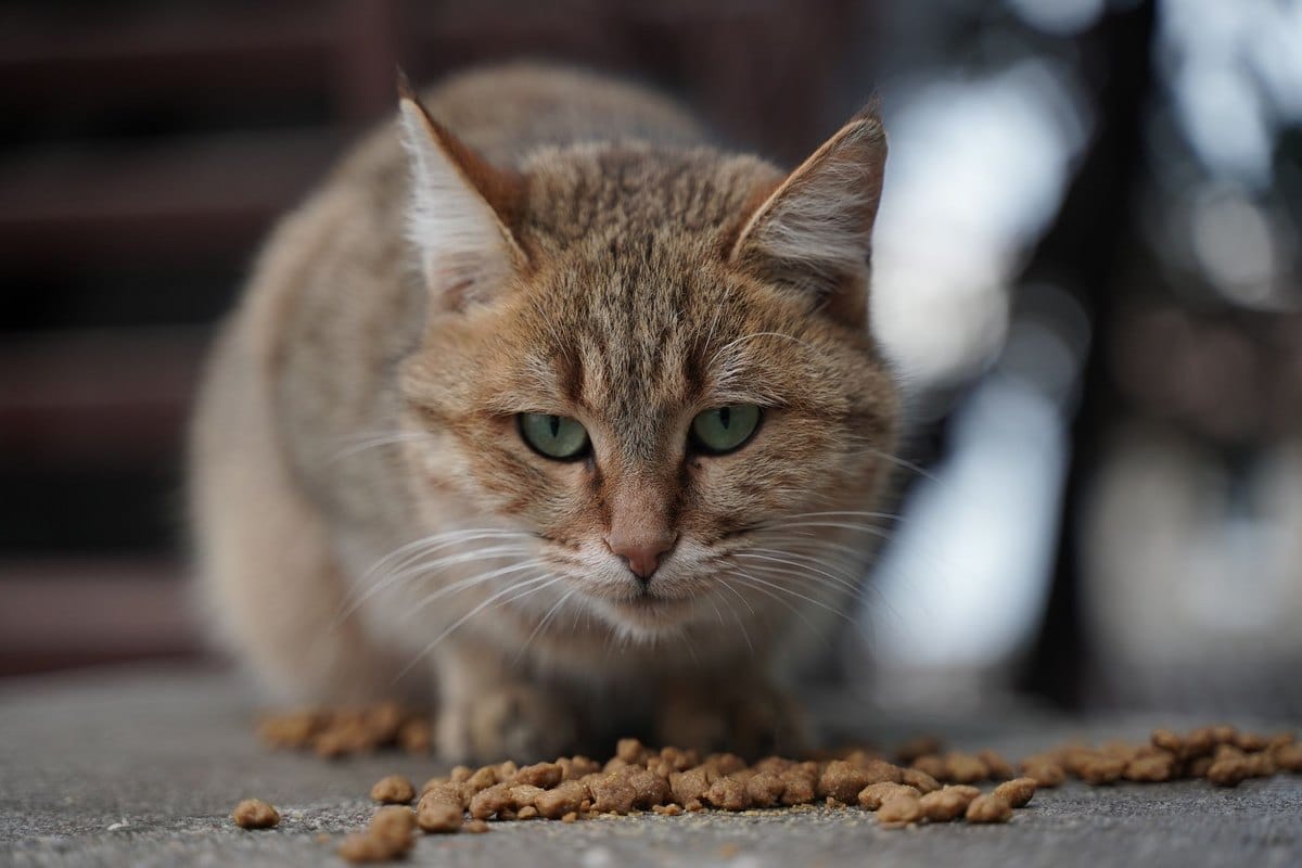 BARF-Umstellung Katze, der vierzehn-Tage-Plan vom Trockenfut – go4vet