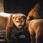BARF beim Welpen: Calcium, Wachstum und der sichere Einstieg