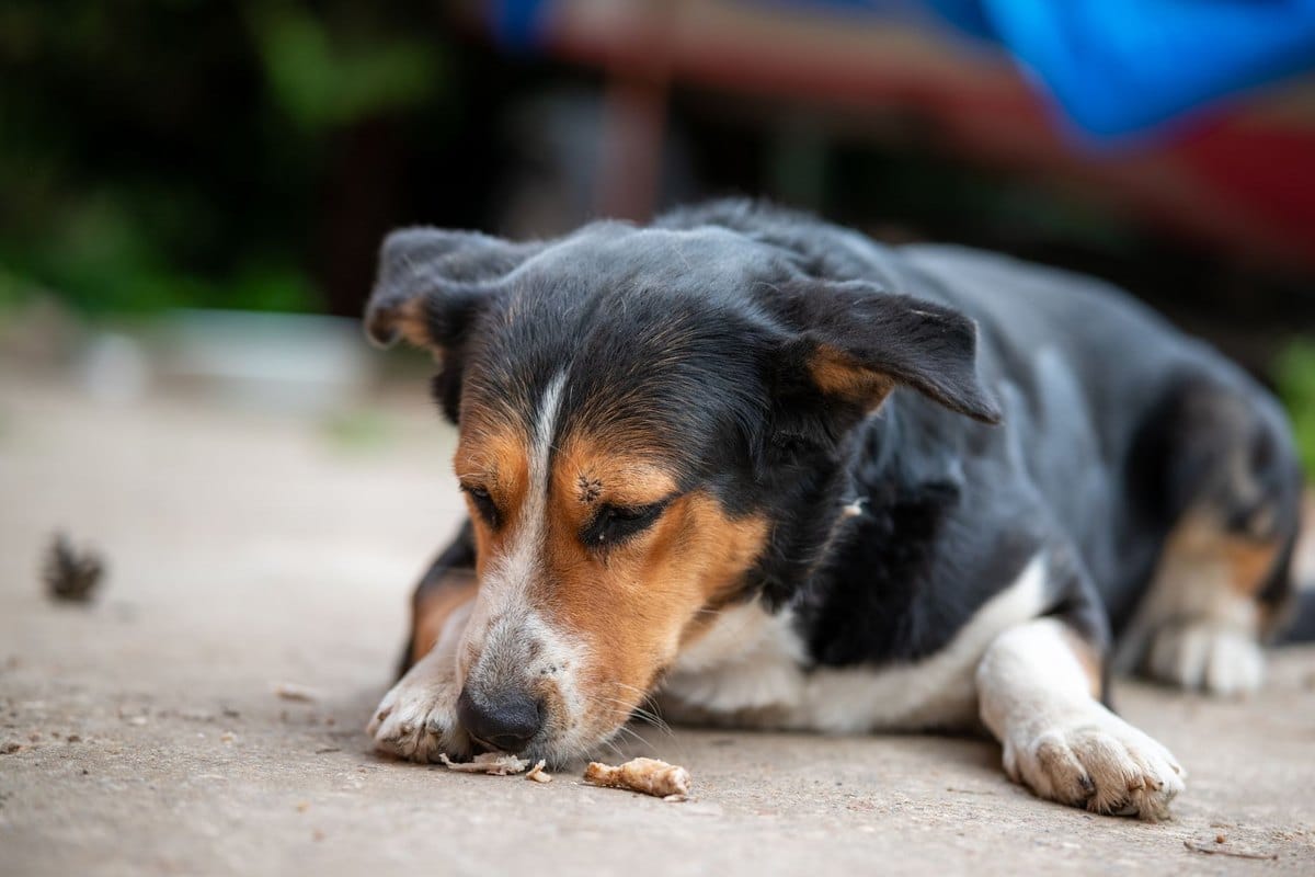 BARF beim Welpen: Calcium, Wachstum und der sichere Einstieg – go4vet