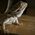 Bartagame halten: Alles zur artgerechten Terrarienhaltung