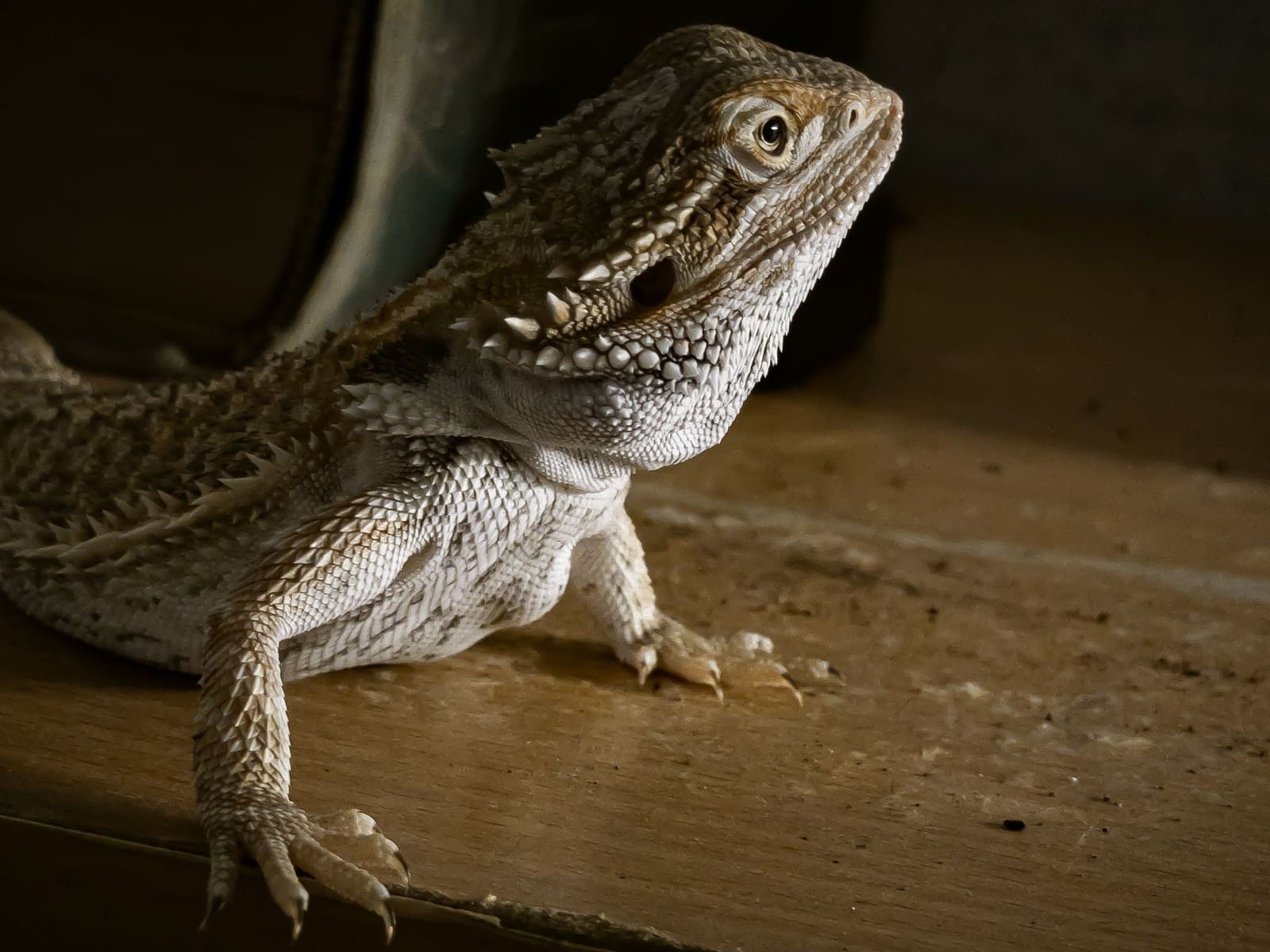 Bartagame halten: Alles zur artgerechten Terrarienhaltung