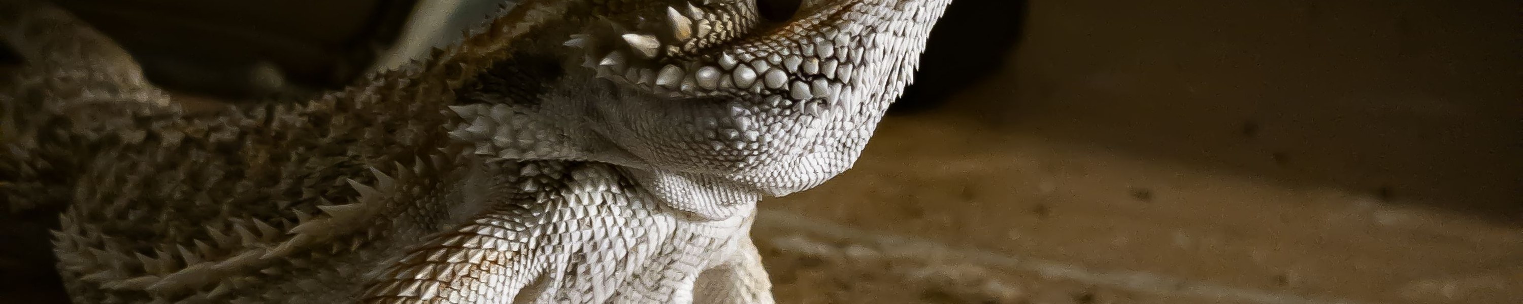 Bartagame halten: Alles zur artgerechten Terrarienhaltung