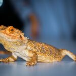 Bartagame Krankheiten: Symptome erkennen und richtig handeln